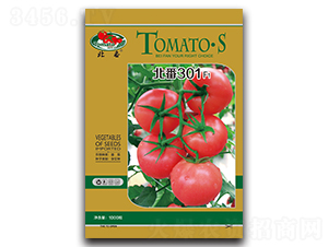 北番301-番茄種子-華豐種業(yè)