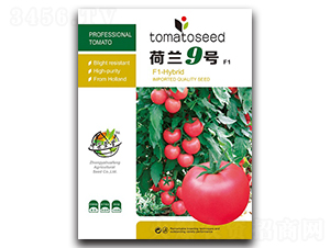 荷蘭9號-番茄種子-華豐種業(yè)