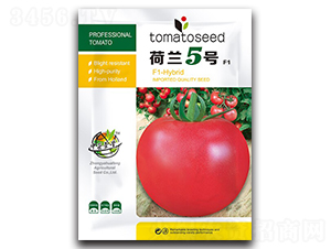 荷蘭5號-番茄種子-華豐種業(yè)