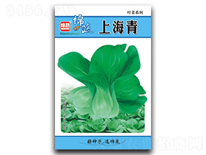 上海青-青菜種子-綿蔬種業(yè)