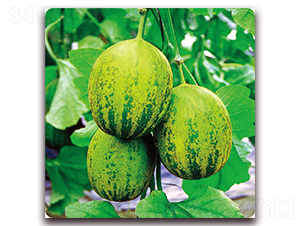 早生翠綠-甜瓜種子-美之奧