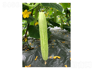 ���@ʮ��̖-�S�ϷN��-���؈@ˇ