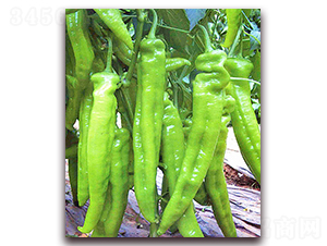 ��Ұ-�����N��-���_(d��)