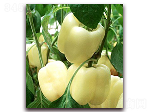 ����2̖-�����N��-���_(d��)