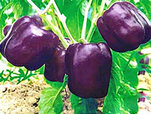 ����1̖-�����N��-���_(d��)