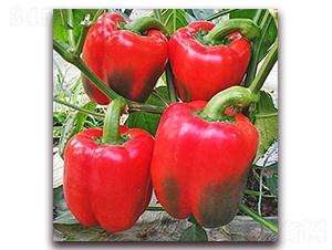 �t��2̖-�����N��-���_(d��)