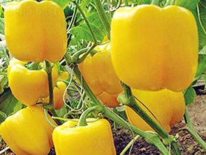 �S��2̖-�����N��-���_(d��)