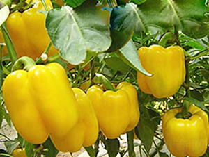 �S��1̖-�����N��-���_(d��)