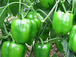 �G��2̖-�����N��-���_(d��)