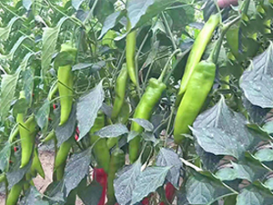 �⽷�N��-���_(d��)