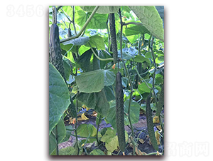 ���_1̖-�S�ϷN��-���_