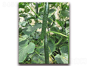 ������-�S�ϷN��-���_