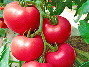 粉琦-粉果番茄種子-超達(dá)