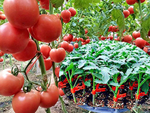 超砧2號(hào)-粉果番茄種子-超達(dá)
