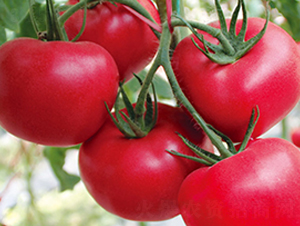 勝夏二號-粉果番茄種子-超達