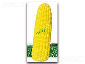 ����M��-�rʳ���׷N��-�I�ھ���