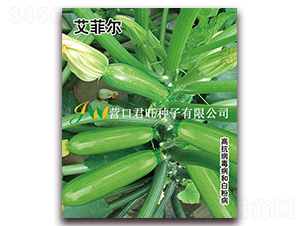 艾菲爾-西葫蘆種子-營口君旺