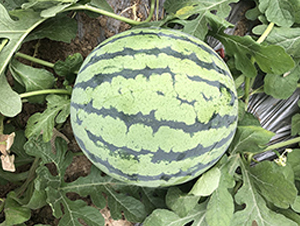 ����1̖(h��o)-���ϷN��-�S���N�I(y��)