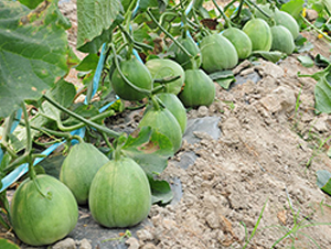 ����-��ϷN��-�S���N�I(y��)