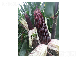 ����Ŵ18-���׷N��-�S���N�I(y��)