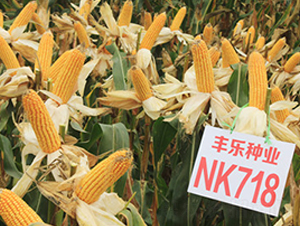 NK718-���׷N��-�S���N�I(y��)