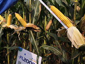 �S��2059-���׷N��-�S���N�I(y��)