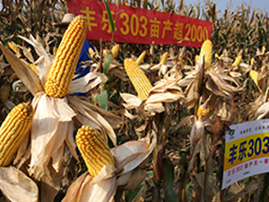 �S��303-���׷N��-�S���N�I(y��)