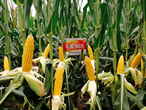 �S��365-���׷N��-�S���N�I(y��)