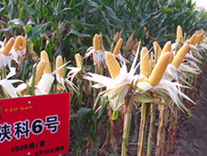 ꃿ�6̖(h��o)-���׷N��-�S���N�I(y��)