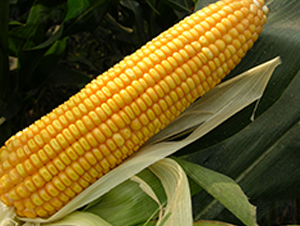 ���r(n��ng)2̖(h��o)-���׷N��-�S���N�I(y��)