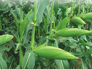 ����999-���׷N��-�S���N�I(y��)