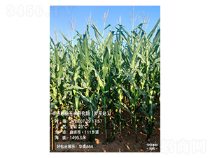 �A�W666-���׷N��-�S���N�I(y��)