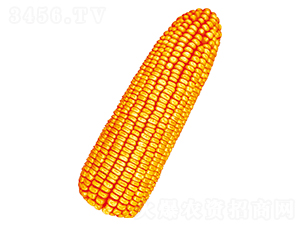 혆�7̖(h��o)-���׷N��-�S���N�I(y��)