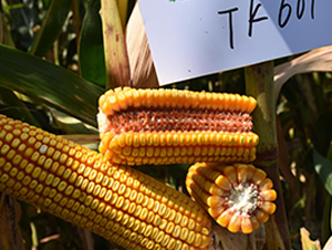 TK601-���׷N��-�S���N�I(y��)