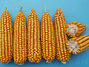 ���r(n��ng)�����A8̖(h��o)-���׷N��-�S���N�I(y��)