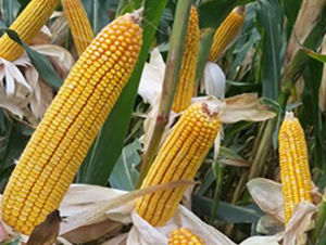 �S��218-���׷N��-�S���N�I(y��)