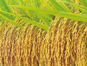 ��(n��i)��8518-ˮ���N��-�S��(l��)�N�I(y��)