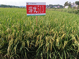 �(y��u)513-ˮ���N��-�S��(l��)�N�I(y��)