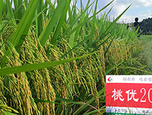 �҃�(y��u)205-ˮ���N��-�S��(l��)�N�I(y��)