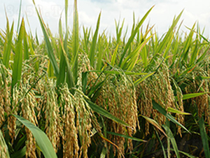 ��Ƀ�(y��u)785-ˮ���N��-�S��(l��)�N�I(y��)