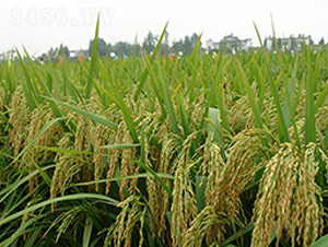 ̶�Ƀ�(y��u)83-ˮ���N��-�S��(l��)�N�I(y��)