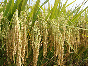 ꑃɃ�(y��u)4026-ˮ���N��-�S��(l��)�N�I(y��)