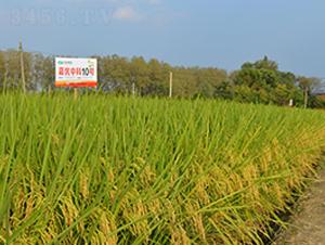 �΃�(y��u)�п�10̖(h��o)-ˮ���N��-�S��(l��)�N�I(y��)