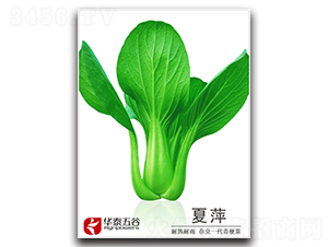 ��Ƽ-�๣�˷N��-�A̩���