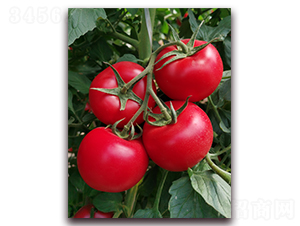 ����2095-���ѷN��-���i