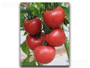 ����9̖(h��o)-���ѷN��-���i