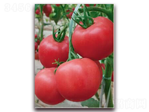 ����8̖-���ѷN��-���i