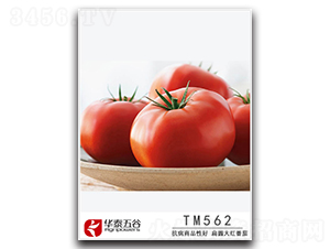 TM562-���ѷN��-�A̩���