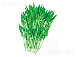 �}��������Ĳ�-���Ĳ˷N��-����