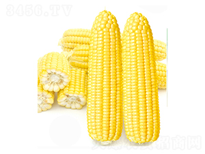 ��������̖-���׷N��-����